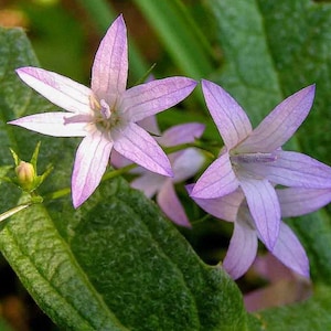 K&ouml;nnte beinhalten: Nahaufnahme von drei zarten, hellvioletten Glockenblumen mit jeweils f&uuml;nf Bl&uuml;tenbl&auml;ttern. Die Bl&uuml;ten sind in voller Bl&uuml;te und haben eine weiche, federartige Textur. Die Bl&uuml;ten wachsen an einem gr&uuml;nen Stiel mit Bl&auml;ttern.