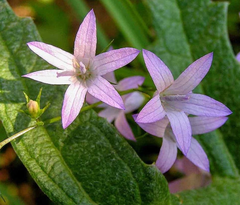K&ouml;nnte beinhalten: Nahaufnahme von drei zarten, hellvioletten Glockenblumen mit jeweils f&uuml;nf Bl&uuml;tenbl&auml;ttern. Die Bl&uuml;ten sind in voller Bl&uuml;te und haben eine weiche, federartige Textur. Die Bl&uuml;ten wachsen an einem gr&uuml;nen Stiel mit Bl&auml;ttern.