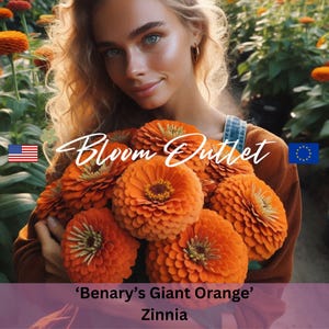 Zinnia Benary’s Giant Orange Seeds – DOUBLE Large Heirloom Blooms, Cut Flower Garden Plant Seeds, Zinniensamen, Seeds for Planting