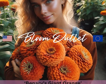 Zinnia Benary’s Giant Orange Seeds – DOUBLE Large Heirloom Blooms, Cut Flower Garden Plant Seeds, Zinniensamen, Seeds for Planting