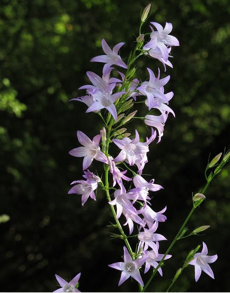 200 Rampion Bellflower Seeds*Turnip Like Root Vegetable & Ornamental*Rover Bellflower*Rapunzel*Campanula rapunculus samen*FLAT RATE SHIPPING, Flower Seeds, Garden Seeds, Plant Seeds, Gardening, Flowers, Samen, Blumensamen,Rare Seeds, Flower Garden