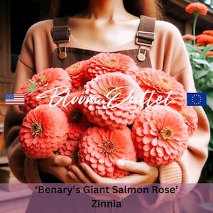 Peut inclure: Un bouquet de zinnias 'Benary's Giant Salmon Rose', d'un rose corail vif, tenu devant une personne. Les fleurs sont pleinement épanouies, avec des pétales superposés. Le texte "Bloom Outlet" est visible. L'image comprend également les drapeaux américain et européen.
