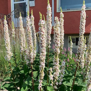 100/500 Verbascum Hochzeitskerzen Samen*Milchshake*Brennnesselblättrige Königskerze Pflanzensamen*Verbascum chaixii f. Album*Weiß/Lila/Orange Blumen
