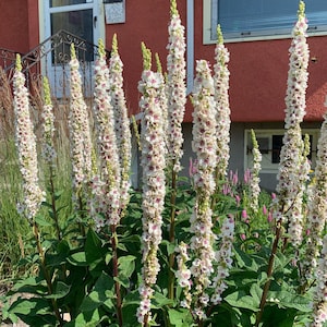 100/500 Verbascum Wedding Candles SeedsMilkshakeNettle leaved Mullein Plant SeedsVerbascum chaixii f. albumWhite/Purple/Orange Flower image 1