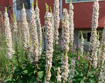 100/500 Graines de bougies de mariage Verbascum*Milkshake*Graines de plantes de molène à feuilles d'ortie*Verbascum chaixii f. album*Blanc/Violet/Fleur d'Oranger