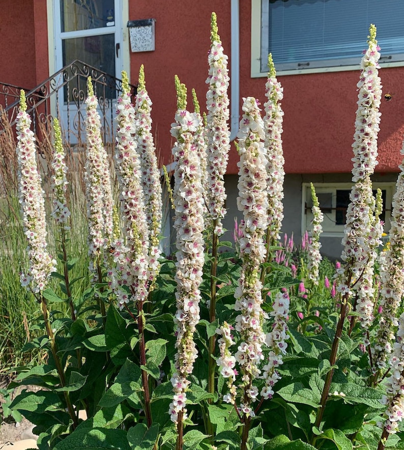 100/500 Verbascum Wedding Candles SeedsMilkshakeNettle leaved Mullein Plant SeedsVerbascum chaixii f. albumWhite/Purple/Orange Flower image 1