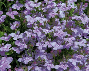 500 Palace Lilac Lobelia Seeds*Lobelia erinus*Shade/Rock Gardens*Groundcover*Männertreu Samen*Saatgut*FLAT RATE SHIPPING Worldwide