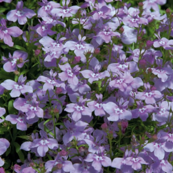 500 Palace Lilac Lobelia Seeds*Lobelia erinus*Shade/Rock Gardens*Groundcover*Männertreu Samen*Saatgut*FLAT RATE SHIPPING Worldwide