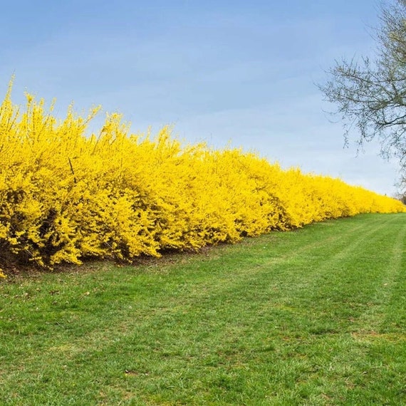 Weeping Forsythia*Profuse Yellow Flowers are borne BEFORE the leaves*Forsythia suspensa*Hängende Forsythie*Flower Garden Shrub Seeds*