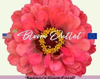 25 Zinnia Seeds BENARYS GIANT CORAL Flower Garden Plant Seeds*Fully Double Huge 6 in Flowers*Drought & Heat Tolerant*Zinnie