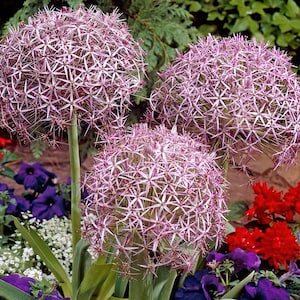 25 Ornamental Onion Seeds STAR OF PERSIA Allium christophii Flower Garden Plant Seeds Flowers up to 9.8 in (25cm) Agm Award