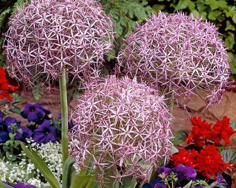 25 Ornamental Onion Seeds STAR OF PERSIA Allium christophii Flower Garden Plant Seeds Flowers up to 9.8 in (25cm) Agm Award