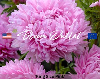 Semillas de Aster Peonía KING SIZE PINK, Flores rosas grandes, Fáciles de cultivar, Plantas de verano, Ideales para cortar jardines y macetas