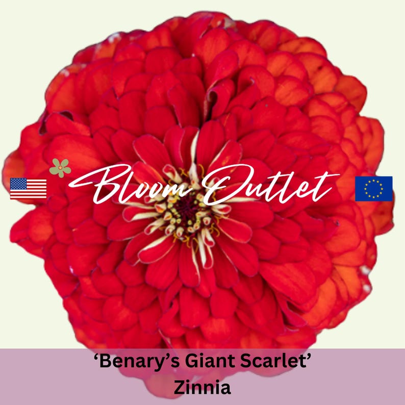 May include: A vibrant red Zinnia flower with a yellow center. The flower is labeled 'Benary's Giant Scarlet' Zinnia. The image also includes the text 'Bloom Outlet' and flags for the United States and the European Union.