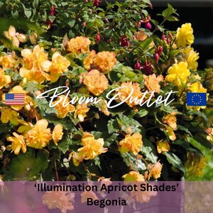 Begonia Seeds ILLUMINATION APRICOT SHADES 20 Pelleted Flower Garden Plant Seeds Cascading Fully Double 3.5 in Flowers Begonia tuberhybrida image 2