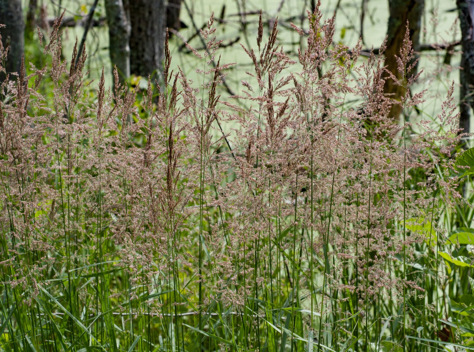 A Small Reed 139/500 Feathertop Reed Ornamental Grass Seeds*wood Small Reed ...