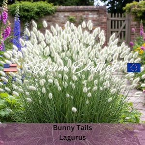 100/500 Bunny Tails Grass Seeds | Lagurus White Hare’s Tail | Ornamental Annual | Dried & Cut Flowers | Craft Floral Decor Plant
