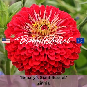 May include: A vibrant red Zinnia flower with a large, round bloom. The flower has a central yellow disc surrounded by layers of red petals. The flower is labeled 'Benary's Giant Scarlet' Zinnia.