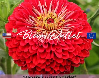 Semillas de zinnia gigante escarlata de Benary / Flores anuales doblemente rojas / Jardín de flores cortadas tradicionales / Zinniensamen