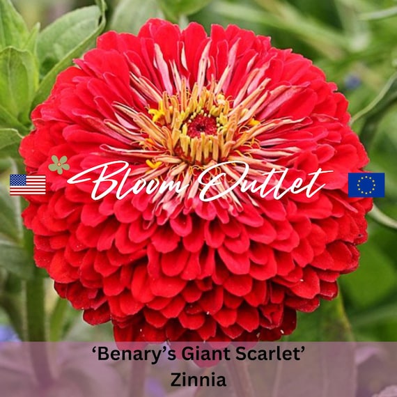 Zinnia Seeds Benary’s Giant Scarlet | Double Red Annual Flowers | Heirloom Cut Flower Garden | Zinniensamen