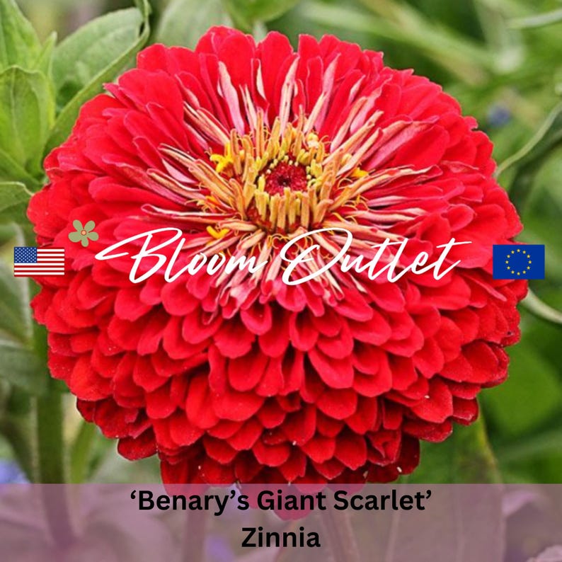 May include: A vibrant red Zinnia flower with a large, round bloom. The flower has a central yellow disc surrounded by layers of red petals. The flower is labeled 'Benary's Giant Scarlet' Zinnia.