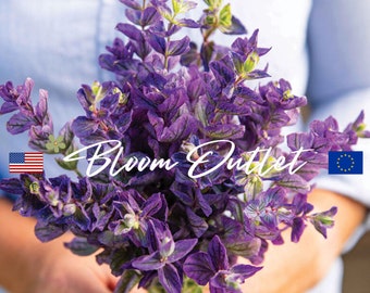 25/350 Semillas de Salvia Esclarea OXFORD BLUE Semillas de Jardín de Flores Salvia Heirloom Plantas Tolerantes a las Heladas Vibrante Azul Profundo Comestible