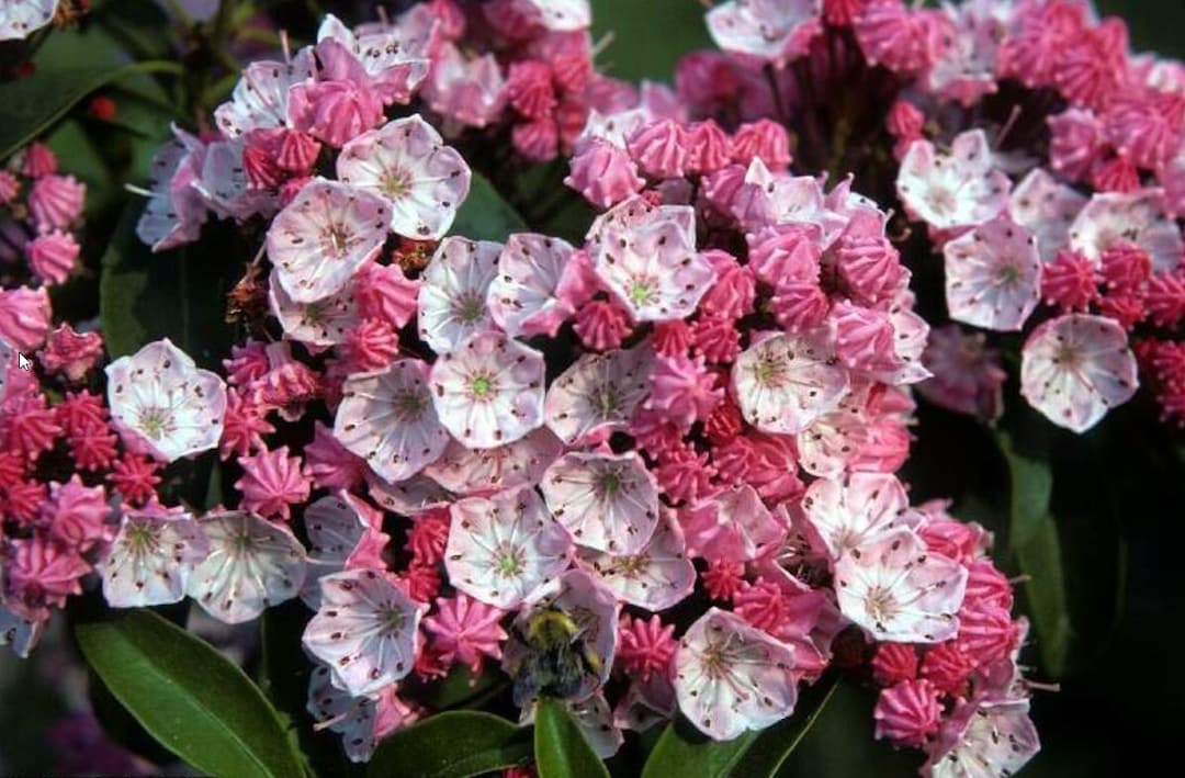 100/1000 Mountain Laurel Shrub Seedsspoonwoodevergreen Shade