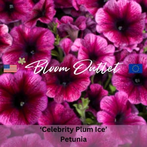 50 nasion petunii Celebrity Plum Ice Flower Garden Nasiona do sadzenia Petuniensamen, wyjątkowo odporne na deszcz