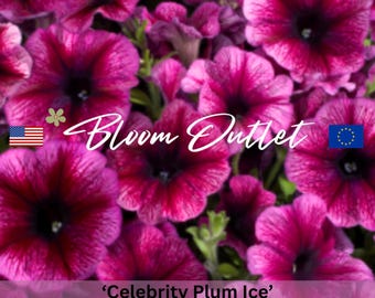 50 Petunia Seeds Celebrity Plum Ice Flower Garden Planting Seeds Extremely Rain Tolerant Petuniensamen