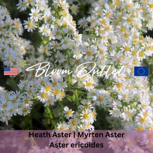 50 Aster ericoides Garden Seeds*Heath Aster*Myrten Aster*Frost Aster*White Flowers**Low maintenance Garden Plants*Hardy*Cut Flower*FLAT SHIP