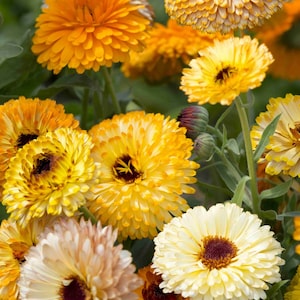 Puede incluir: Primer plano de un grupo de flores de caléndula naranja, amarilla y blanca. Las flores tienen un aspecto delicado y arrugado y están en plena floración.