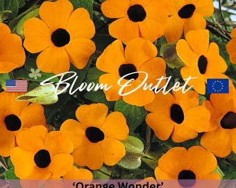 Black Eyed Susan Vine Samen - ORANGE WONDER, Thunbergia Alata, lebendige Orangenblüten, einfach zu züchten, ideal für Garten & Container