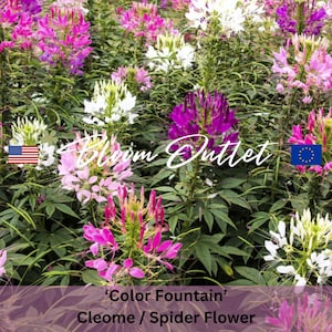 Cleome Spinne Blumen Pflanzensamen - Farbenfontäne - Schnittblumen - Kolibri Schmetterling Gärten