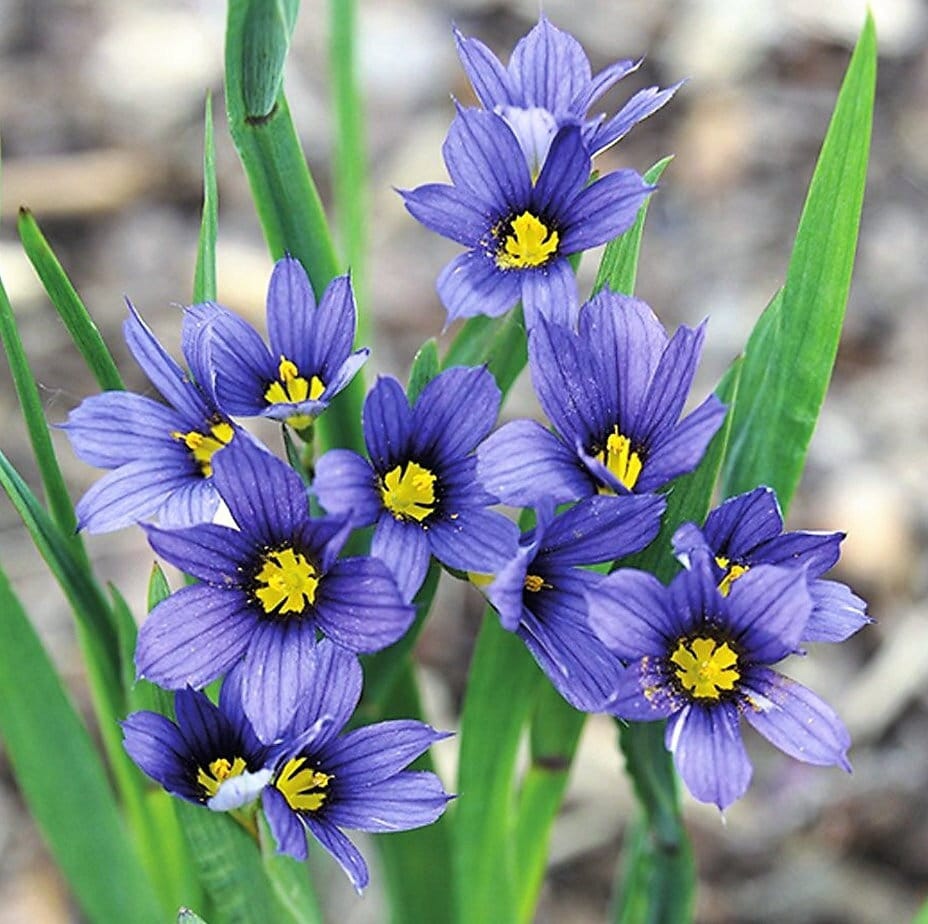 25 Moody Blues Blue Eyed Grass Garden Seeds*sisyrinchium Idahoense