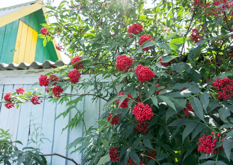 100 Red Elderberry Shrub Seedssambucus Racemosared Etsy