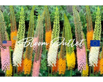 20 semillas de lirio cola de zorro Eremurus (Eremurus isabellinus)**Mejora de los híbridos Shelford/Ruiter*Tonos blanco/amarillo/rosa/naranja*Eremurus isabellinus