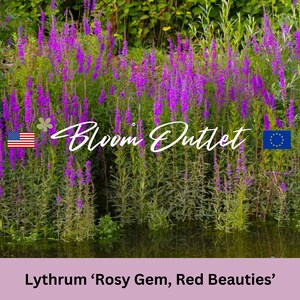 500 Lythrum Purple Loosestrife Rosy Gem Red Beauties Semi di giardinaggioFiori rosa rossastroLythrum salicariaPianta perenne a bassa manutenzione immagine 3