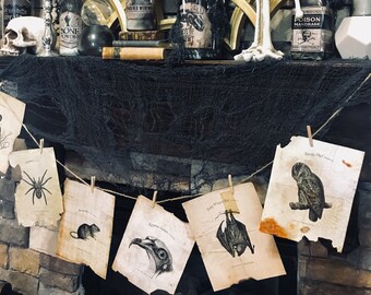 ネズミ、サソリ、ヘビの本のページ