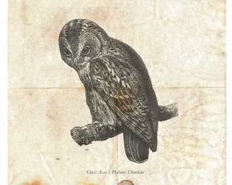 フクロウ、イモリ、タコのヴィンテージハロウィーンブックページ