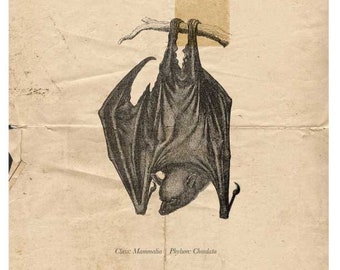 コウモリ、アルマジロ、カブトムシのヴィンテージハロウィーンブックページ