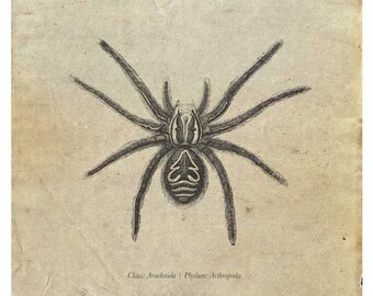 蜘蛛、ハゲタカ、オオカミのヴィンテージハロウィーンブックページ