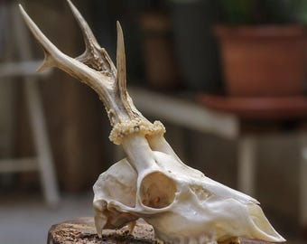 Crâne de chevreuil naturel pour objets de curiosité, décor en os authentique pour bois gothiques blancs asymétriques # 16