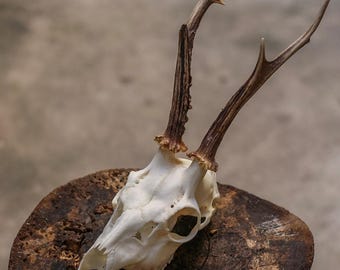 Crâne de chevreuil avec bois délicats, véritable spécimen d'os, décoration naturelle minimaliste pour espaces modernes ou rustiques, présentoir de taxidermie unique #17