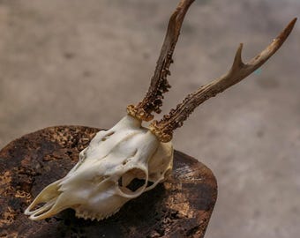 Véritable crâne de chevreuil entièrement naturel, décoration en os minimaliste pour les intérieurs modernes, article de taxidermie unique pour les artistes et les collectionneurs #12