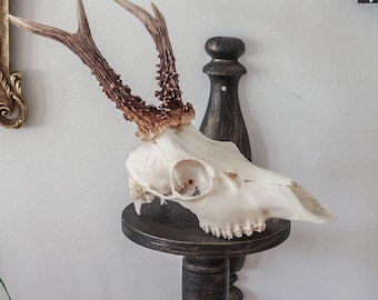 DEER SKULL, natural beautiful antlers, roe deer skull, perfect gothic gift for curiosity cabinet or gothic home decor, ready to ship