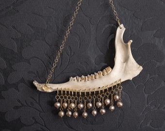 Deer jaw bone decorated with gold ring pendants and pearl for creepy cute gothic home decor, ready to ship