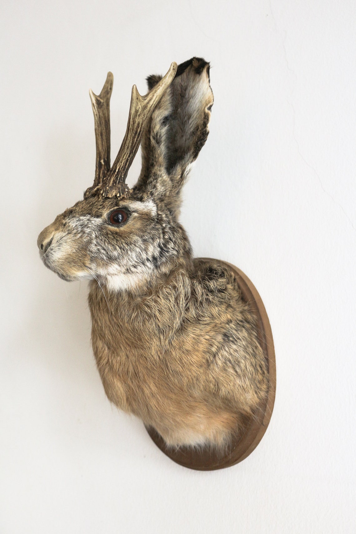 Real Jackalope Taxidermy Mount: Rabbit Head With Horns for - Etsy