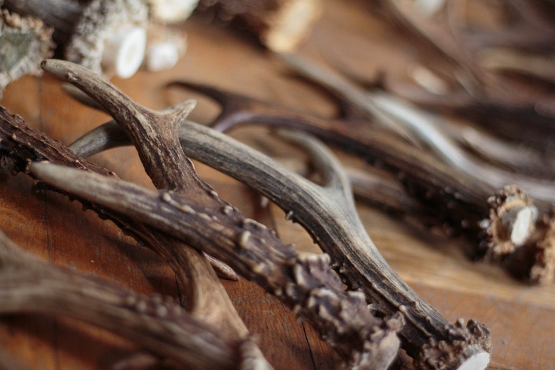 Real Roe Deer Antlers All Sizes for Home Decor Craft Etsy
