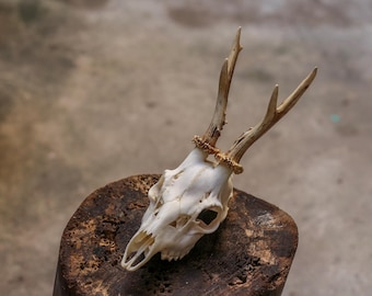 Véritable crâne de chevreuil, os et bois naturels, décoration de cabine rustique, véritable taxidermie en os pour étagère ou inspiration artistique #15