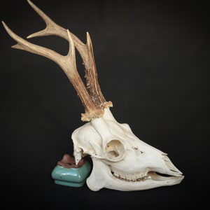 Whole roe deer skull with bottom jaw and teeth for curiosity collection, gothic home decor or halloween decor
